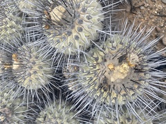 Copiapoa dealbata