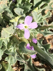 Matthiola parviflora