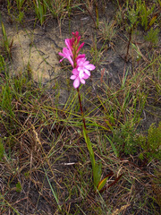 Watsonia knysnana
