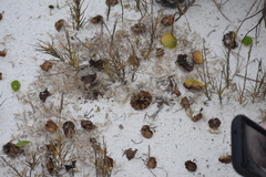 Hydrocotyle bonariensis