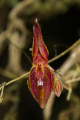 Lepanthes nematostele