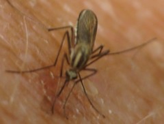 Aedes trivittatus