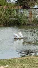 Pelecanus erythrorhynchos