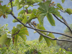 Anisognathus somptuosus