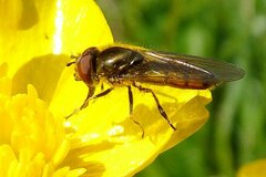Platycheirus manicatus
