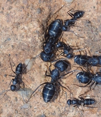 Camponotus amaurus