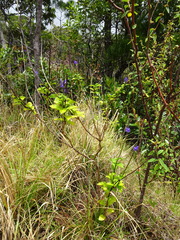 Stachytarpheta indica