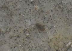 Sphaeroma quadridentatum