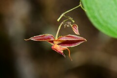 Lepanthes nematostele