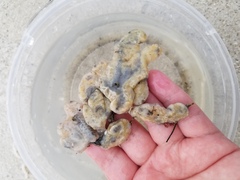 Aplidium