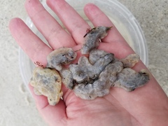 Aplidium