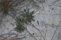 Oenothera humifusa