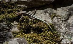 Anatololacerta pelasgiana