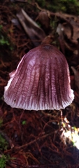 Mycena holoporphyra