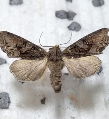 Lacanobia contigua