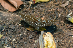Lexias cyanipardus