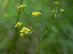Bupleurum falcatum