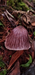 Mycena holoporphyra