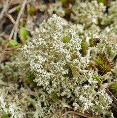 Cladonia caroliniana