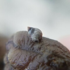 Littorininae