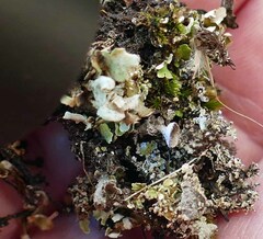 Cladonia grayi