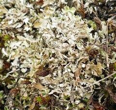 Cladonia mateocyatha