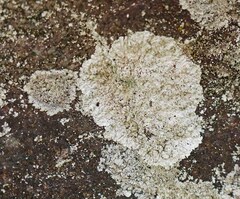 Lepraria normandinoides