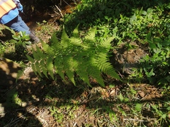 Macrothelypteris torresiana