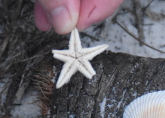 Astropecten