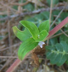 Spermacoce latifolia