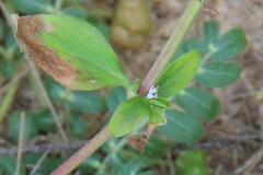 Spermacoce latifolia