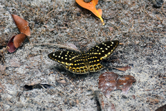 Lexias dirtea