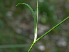 Bupleurum falcatum