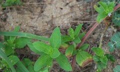 Spermacoce latifolia