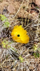 Airampoa ayrampo