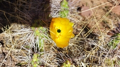 Airampoa ayrampo