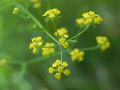 Bupleurum falcatum