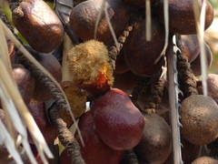 Hyphaene dichotoma