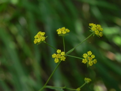 Bupleurum falcatum