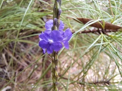 Stachytarpheta indica