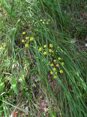 Bupleurum falcatum