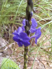 Stachytarpheta indica