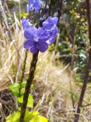 Stachytarpheta indica