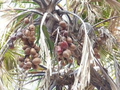 Hyphaene dichotoma