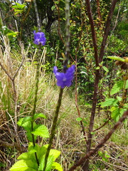 Stachytarpheta indica