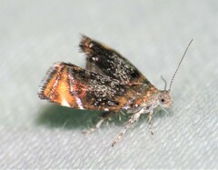 Prochoreutis inflatella