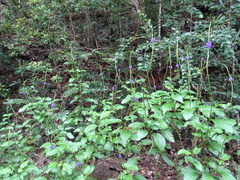 Stachytarpheta indica
