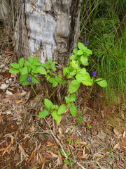 Stachytarpheta indica