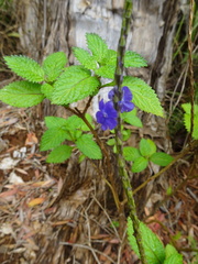 Stachytarpheta indica
