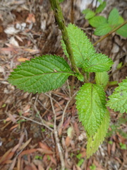 Stachytarpheta indica